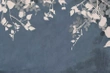 Fototapeta Glamora Adorni