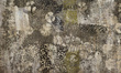 Fototapeta na flizelinie Moss