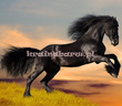 Fototapeta RE130006 CZARNY KOŃ