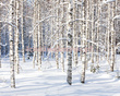 Fototapeta RE06014 ZIMA
