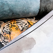 Tapeta Fototapeta  27034 Animal wallpaper mural with tiger 