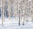 Fototapeta RE06014 ZIMA