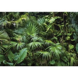 Fototapeta 14082 - Natura Liście Dżungla Ciemna Zieleń