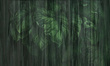 Fototapeta Liście Valan 1