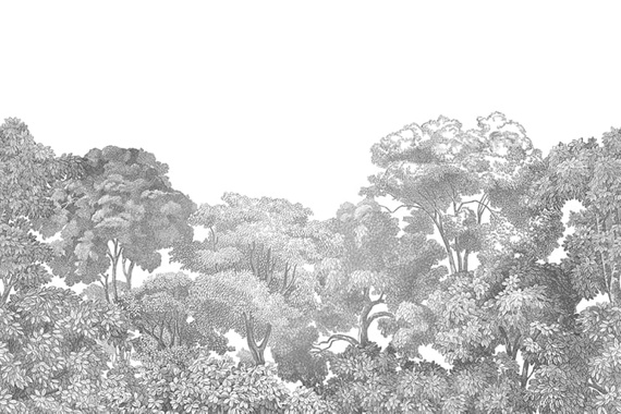 Fototapeta Tajemniczy Las Bellewood