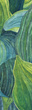 Panel Hosta Aqua 