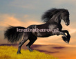 Fototapeta RE130006 CZARNY KOŃ