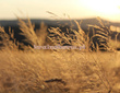 Fototapeta RE050040 Trawy