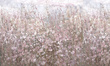 Fototapeta Łąka Pink Spray