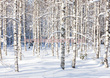 Fototapeta RE06014 ZIMA