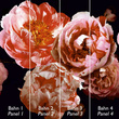 Tapeta Mural 26776 Rose Red Velvet