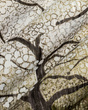 Oryginalny mural Kwitnace drzewa Cherry