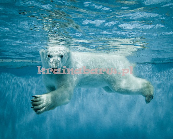 Fototapeta RE130013 NIEDŹWIEDŹ