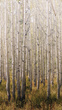 Tapeta Mural Birch Tree A42601