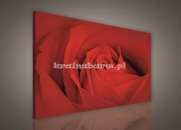 Obraz na płótnie PP147BO1 Czerwona Róża