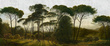 Tapeta Artystyczna Italian Pines