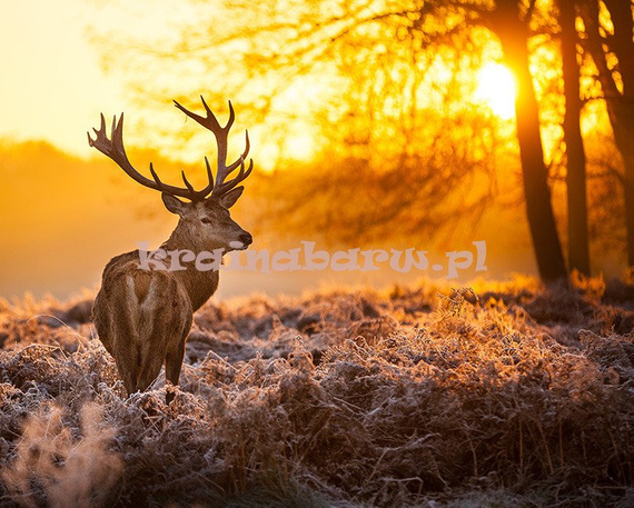 Fototapeta RE130011 JELEŃ