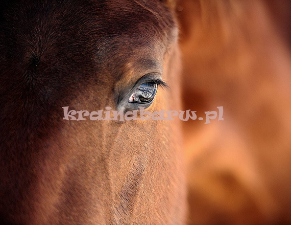 Fototapeta RE130012 KOŃ