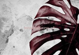 Fototapeta 13517 Monstera