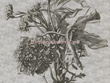 Grey Flower
