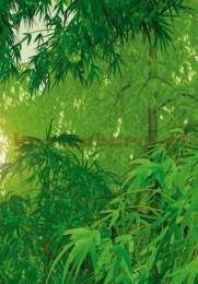 Fototapeta  97372 BAMBUSY