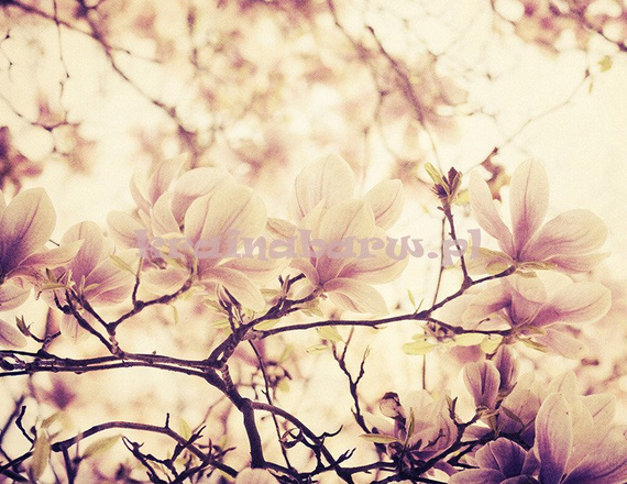 Fototapeta RE050017 MAGNOLIA