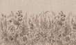 Fototapeta artystyczna Daisy kwiaty trawy