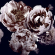 Tapeta Mural 26778 Rose Dusty Lilac