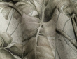 Fototapeta Wallcraft Monstera