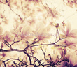 Fototapeta RE050017 MAGNOLIA