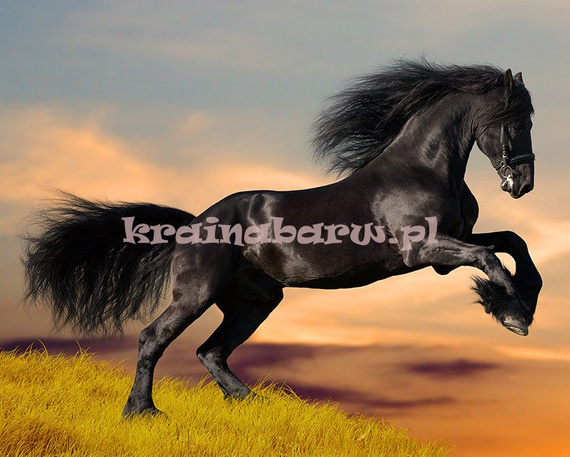 Fototapeta RE130006 CZARNY KOŃ