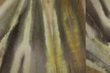 Fototapeta Glamora Agave