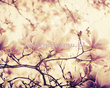Fototapeta RE050017 MAGNOLIA