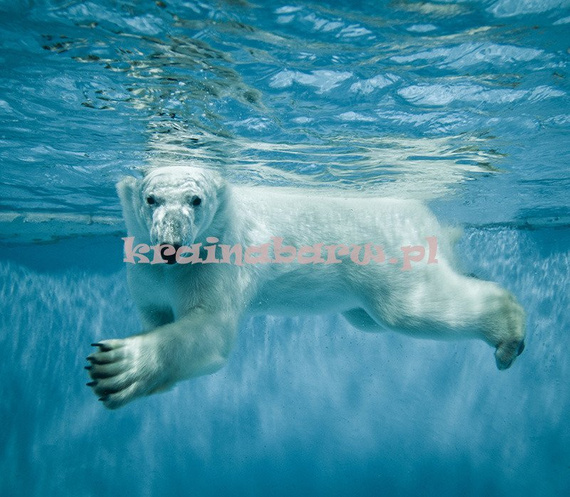 Fototapeta RE130013 NIEDŹWIEDŹ