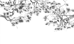 Fototapeta artystyczna Arbor konary sosny