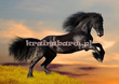 Fototapeta RE130006 CZARNY KOŃ