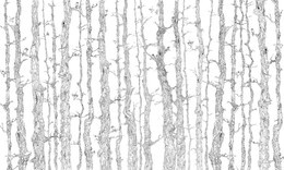 Fototapeta Drzewa Planty