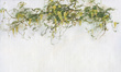 Fototapeta artystyczna Pastorale zwisające kwiaty wisteria