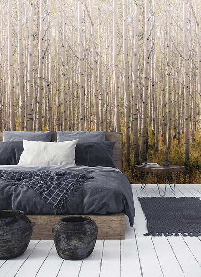 Tapeta Mural Birch Tree A42601