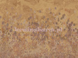 Panel ABD51 AMBIENTE TEXAM