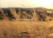 Fototapeta RE050040 Trawy