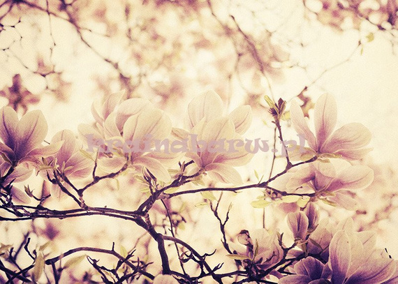 Fototapeta RE050017 MAGNOLIA