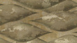 Fototapeta Golden Horizon