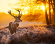 Fototapeta RE130011 JELEŃ