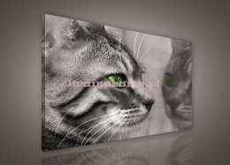 Obraz na płótnie PP181O1 Kot