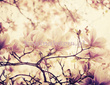 Fototapeta RE050017 MAGNOLIA