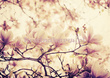 Fototapeta RE050017 MAGNOLIA