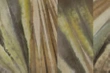 Fototapeta Glamora Agave