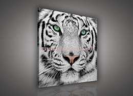 Obraz na płótnie PP1364 Biały tygrys
