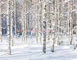 Fototapeta RE06014 ZIMA